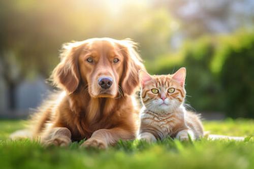 A cute dog and cat lying together on a grassy field in a green park. The dog is a small brown puppy with white markings. The cat is a small black and white kitten. They are both asleep and look peaceful. The image is relevant to the content of the heading "One to three Weeks: Puppies and Kittens Become More Social". It shows two young animals that are different species but are able to get along and form a close bond.