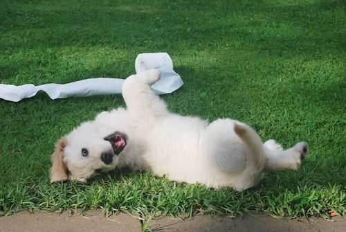 Image of a 3-5 weeks old puppy exploring its surroundings. The puppy is sitting in a patch of grass, looking at a tissue paper. The puppy is brown and white with floppy ears.

