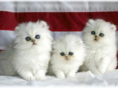 Three white kittens sitting on top of an American flag. The kittens are all different sizes and have different facial expressions.