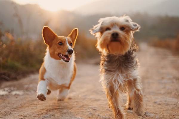 A close-up view of two 8-weeks-old puppies with brown fur and floppy ears. 