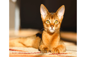 An Abyssinian cat with golden brown fur, almond-shaped green eyes, and large ears standing on a wooden floor.