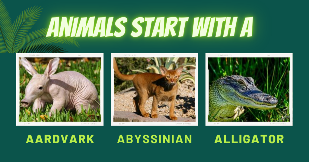 Aardvark, Abyssinian, and Alligator - A Trio of Fascinating 'A' Animals."