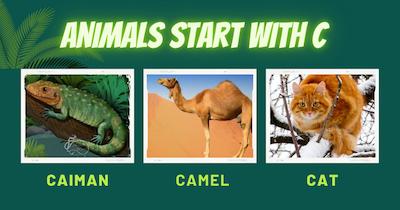 Collage of three animals that start with the letter C: Caiman, Camel, and Cat."