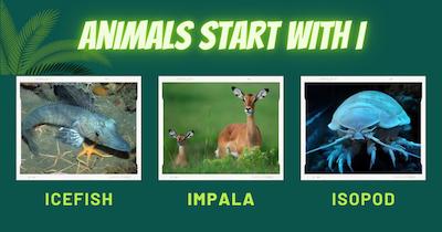 A collage of three animals that start with the letter "I": an icefish, an impala, and an isopod.