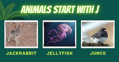 A picture of three animals that start with the letter "J": a jackrabbit, a jellyfish, and a junco.