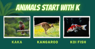 A collage of three animals that start with the letter K: a kaka, a kangaroo, and a koi fish.