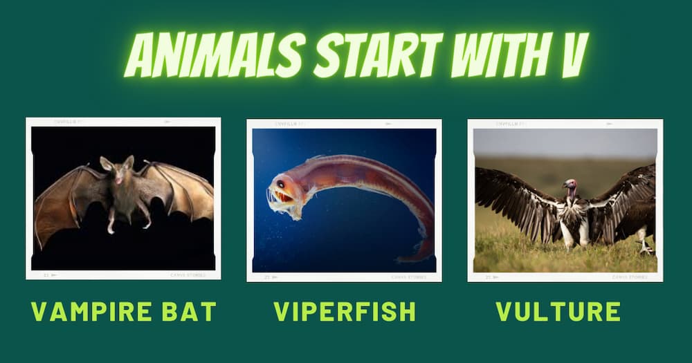 : A captivating image featuring three unique animals that start with the letter "V": a vampire bat, a viper fish, and a vulture.