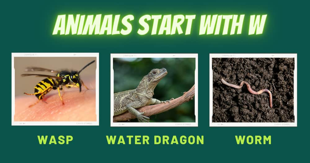 A featured image showing three animals, a wasp, a water dragon, and a worm, representing animals that start with the letter "W."