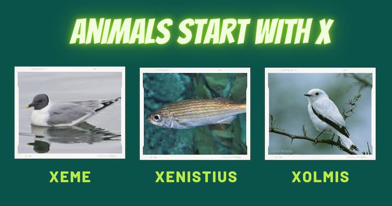 A college of three animals starting with the letter X. The animals are a Xeme, a Xenistius, and a Xolmis.