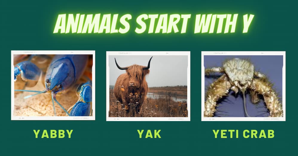 A collage of three animals that start with the letter Y: a yabby, a yak, and a yeti crab. The yabby is a freshwater crayfish, the yak is a large ox, and the yeti crab is a deep-sea crustacean.