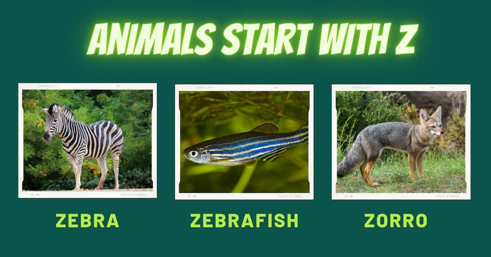 Three animals in the college - a Zebra, a Zebrafish, and Zorro