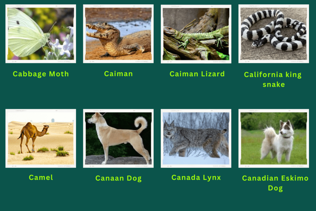 Collage of eight animals that start with the letter C. Images include an Cabbage Moth, Caiman Lizard, Canadian Eskimo Dog and more.