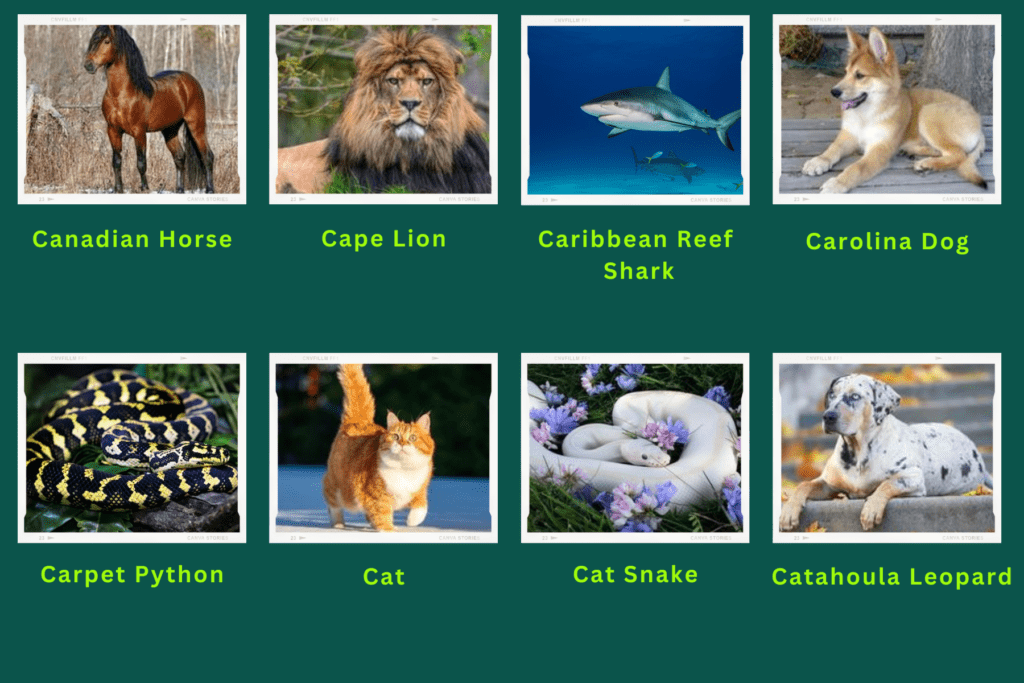 Collage of eight animals that start with the letter C. Images include an Cape Lion, Carpet Python, Catahoula Leopard and more.