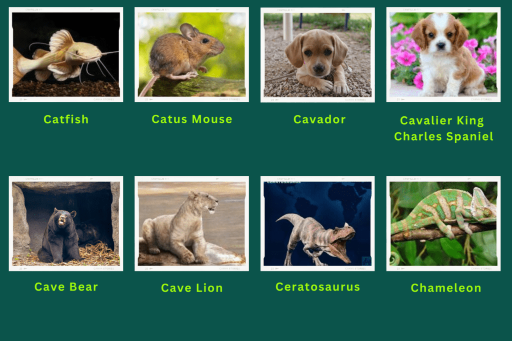 Collage of eight animals that start with the letter C. Images include an Catus Mouse, Cavalier King Charles Spaniel, Ceratosaurus and more.