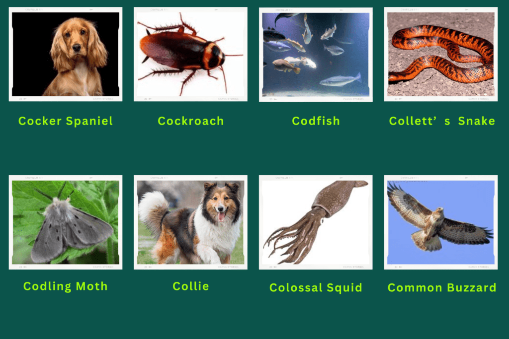 Collage of eight animals that start with the letter C. Images include an Cocker Spaniel, Codling Moth, Clossal Squid and more.