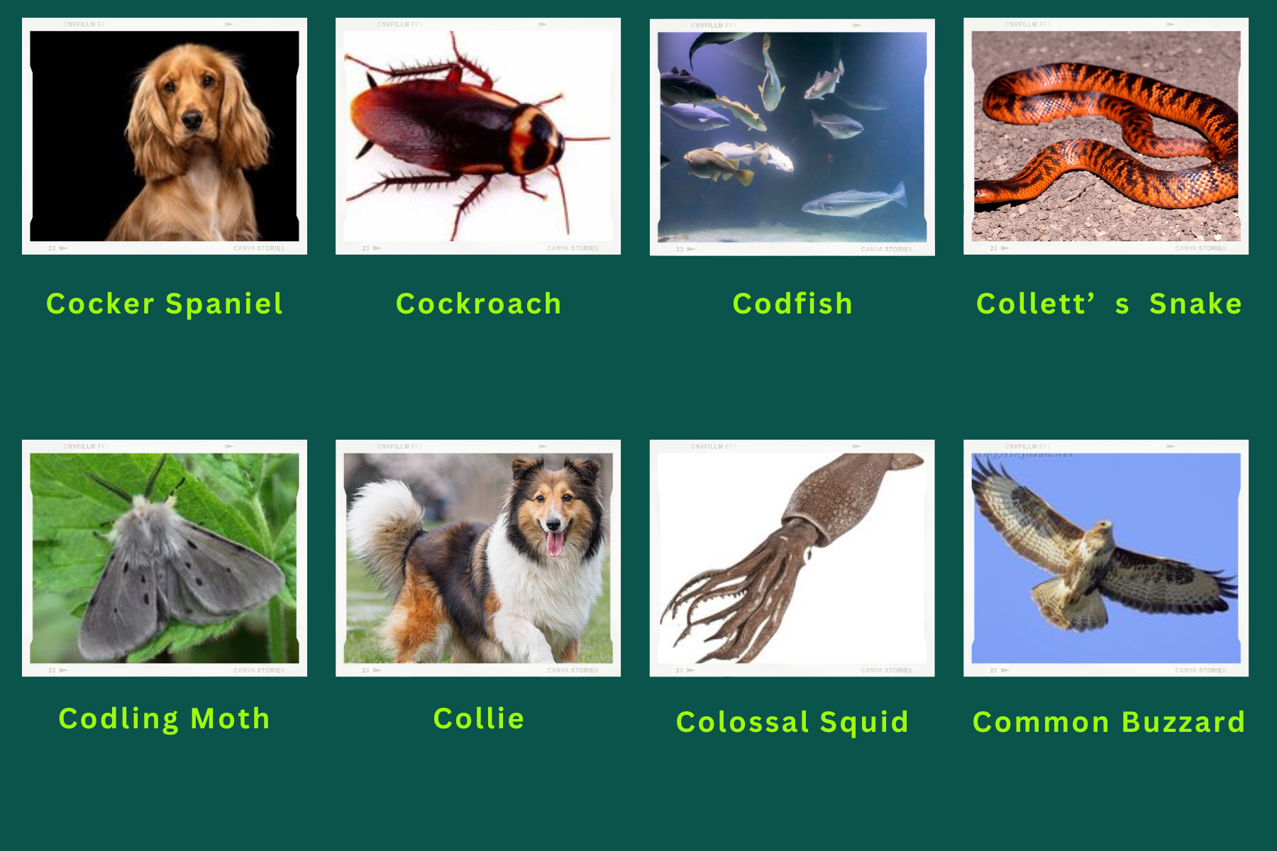 Animals Start with C – Best Animals Guide