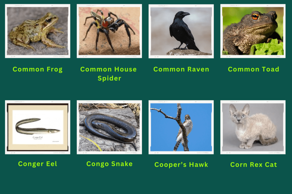 Collage of eight animals that start with the letter C. Images include an Common House Spider, Common Toad, Cooper's Hawk, Corn Rex cat and more.