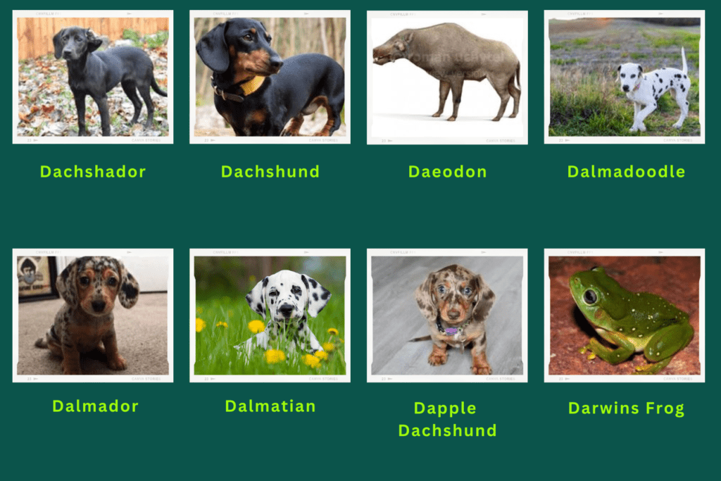 Collage of eight animals that start with the letter D. Images include an Dachshador, Dalmadoodle, Dalmatian, Darwins Frog and more