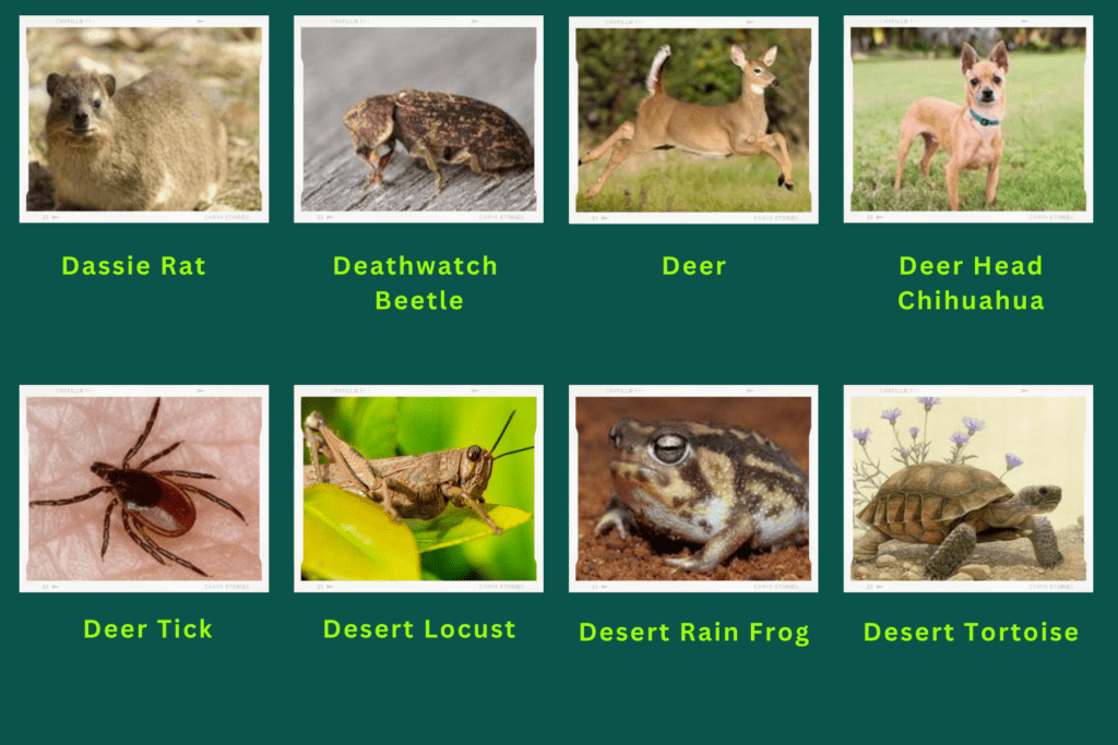 Collage of eight animals that start with the letter D. Images include an Deathwatch Beetle, Deer Head Chihuahua, Desert Rain Frog and more