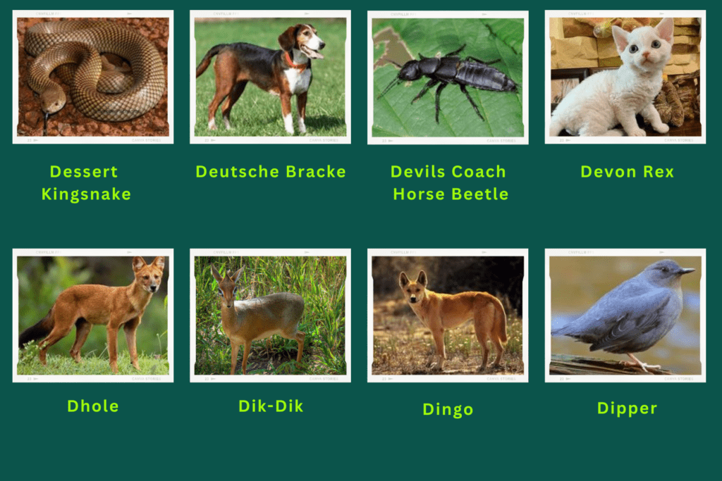 animals-start-with-d-best-animals-guide