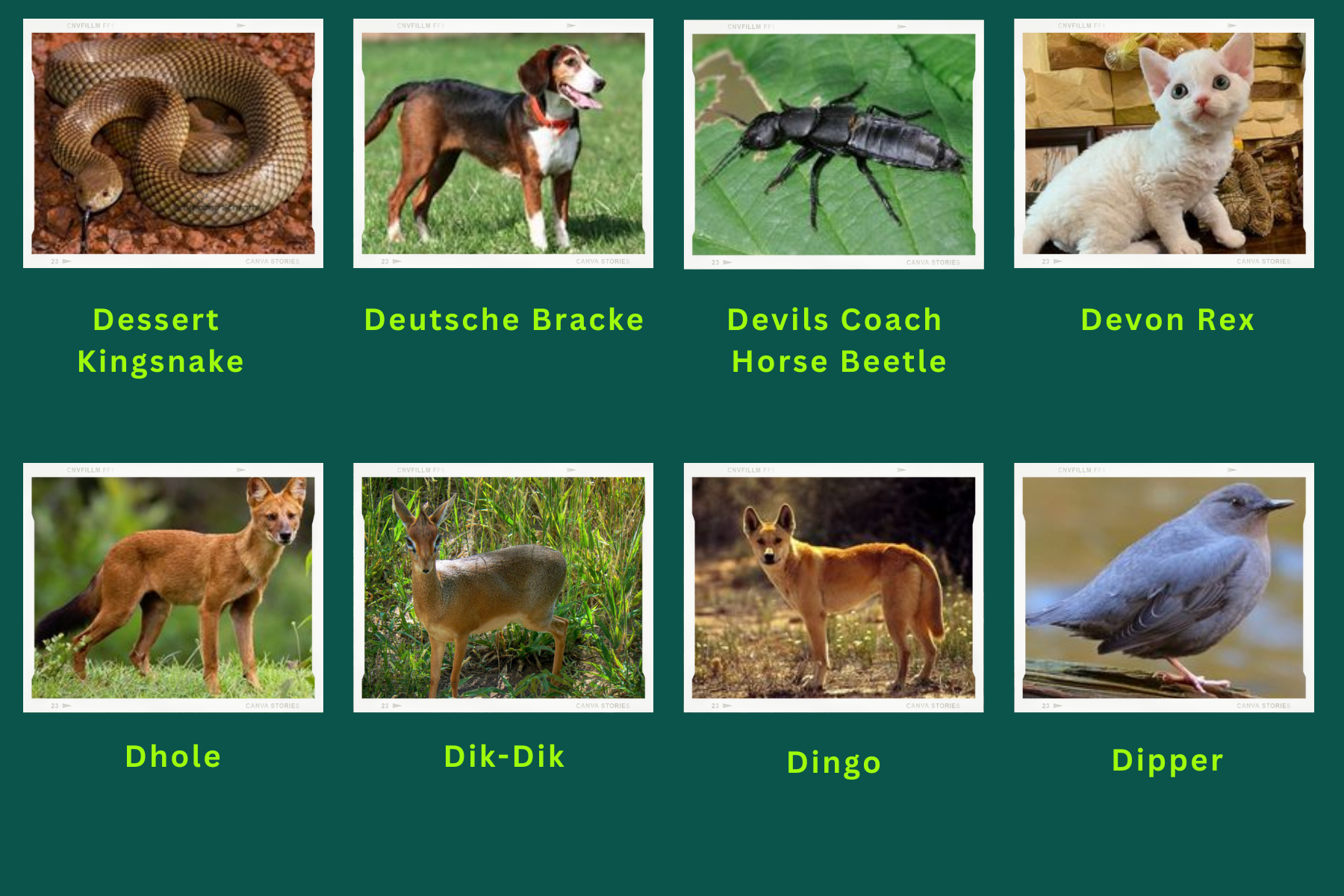 Animals Start with D – Best Animals Guide