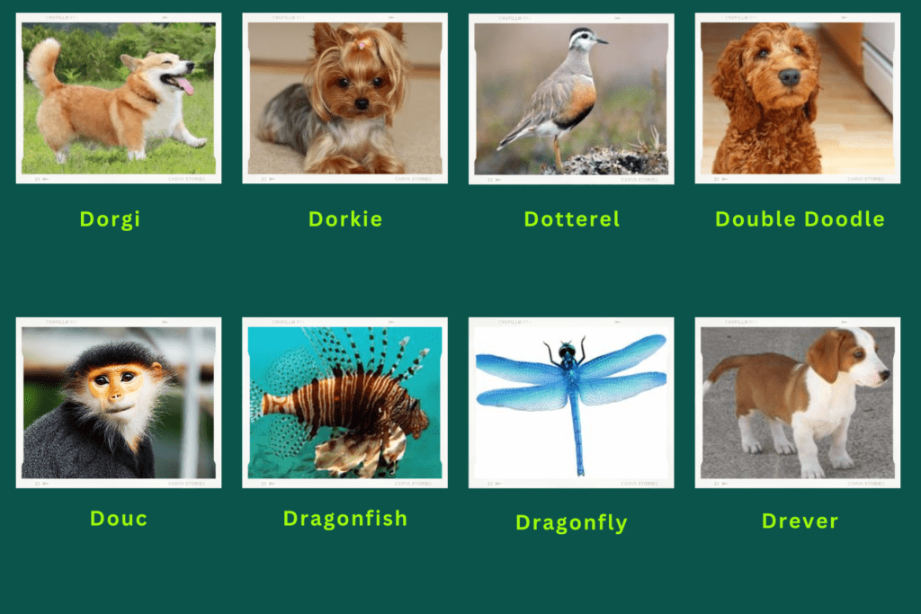 Collage of eight animals that start with the letter D. Images include an Dorkie, Douc, Dragonfly and more