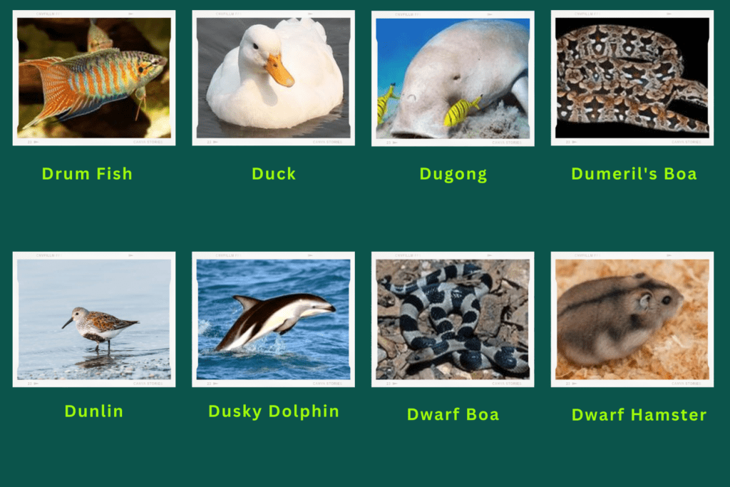 Collage of eight animals that start with the letter D. Images include an Drum Fish, Dugong, Dwarf Boa and more