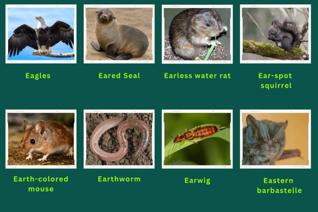 Collage of eight animals that start with the letter E. Images include an Eared Seal, Ear-spot Squirrel, Earwing and more