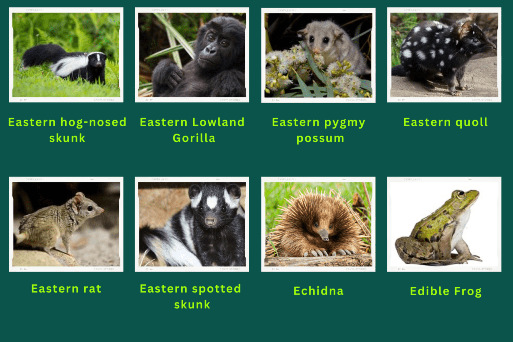 Collage of eight animals that start with the letter E. Images include an Eastern hog-nosed Skunk, Eastern Quoll, Echidna and more