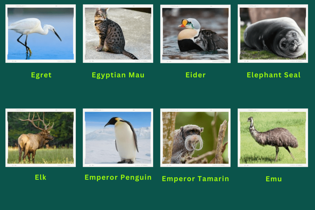 Collage of eight animals that start with the letter D. Images include an Egret, Eider, Emperor Tamarin and more