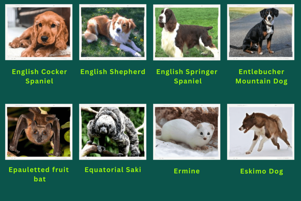 Collage of eight animals that start with the letter E. Images include an English Shephered, Entlebucher Mountain Dog, Equatorial Saki and more