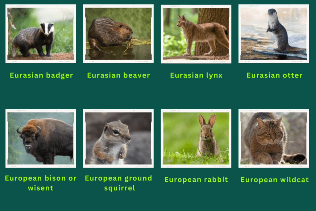 Collage of eight animals that start with the letter E. Images include an Eurasian Badger, Eurasian Lynx, European Wildcat and more