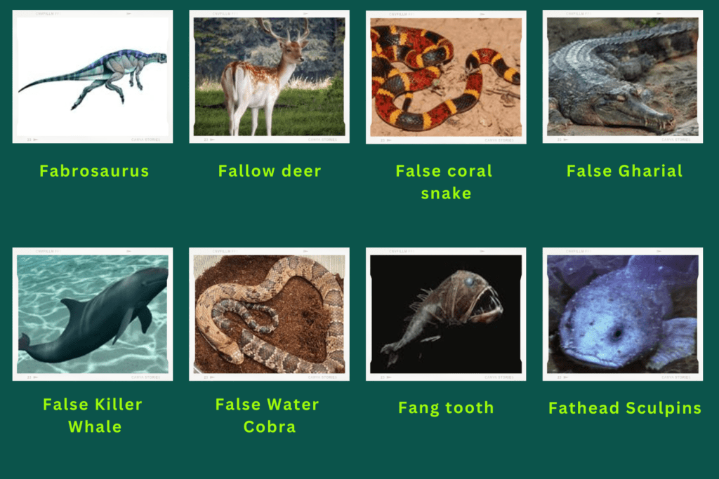 A collage of eight animals that start with the letter F. The animals are:
Fabrosaurus, Fallow Deer, False Coral snake, False Gharial, False Killer whale, False Water cobra, Fang tooth, Fathead Sculpins