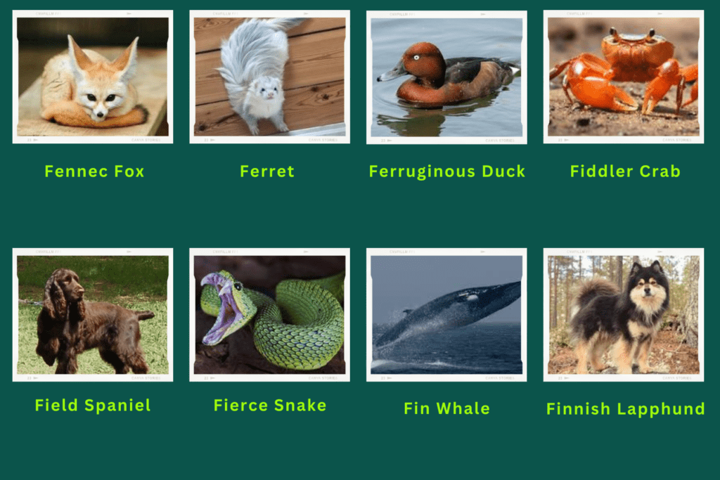 A collage of eight animals that start with the letter F. The animals are:
Fennec Fox, Ferrer, Ferruginous Duck, Fiddler Crab, Field Spaniel, Fierce Snake, Fin whale, Finnish Lapphund