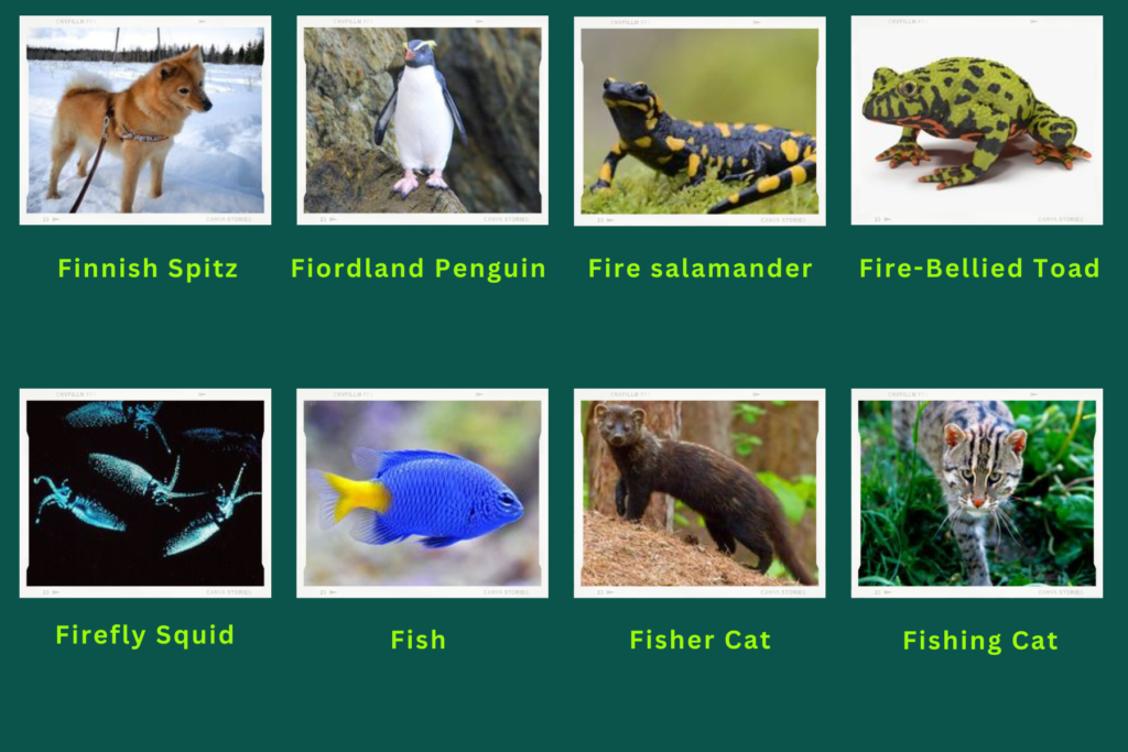 A collage of eight animals that start with the letter F. The animals are:
Finnish Spitz,  Fiordland Penguin, Fire Salamander, Fire-Bellied Toad, Firefly squid, Fish, Fisher Cat, Fishing Cat