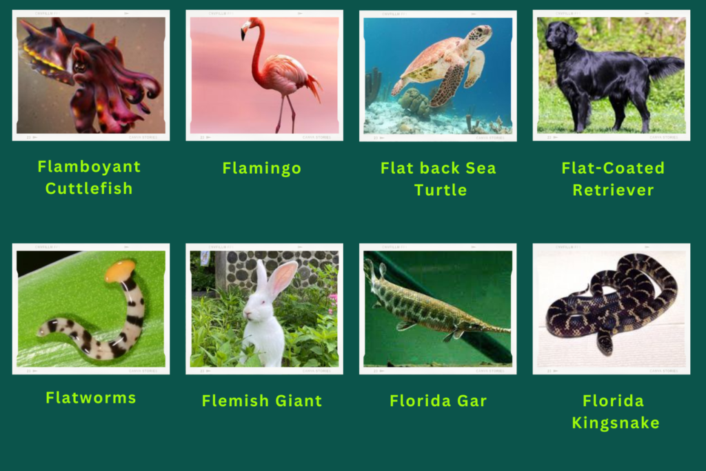 A collage of eight animals that start with the letter F. The animals are:
Flamboyant cuttlefish, Flamingo, flat back sea turtle, Flat coated Retriever, Flatworms, Flemish giant, Florida Gar, Florida Kingsnake  