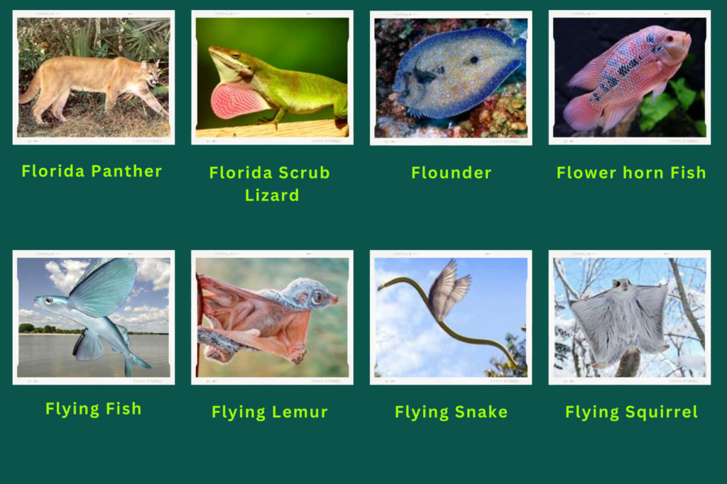 A collage of eight animals that start with the letter F. These are:
Florida Panther, Florida Scrub Lizard, Flounder, Flower Horn fish, Flying Fish, Flying Lemur, Flying Snake, Flying Squirrel