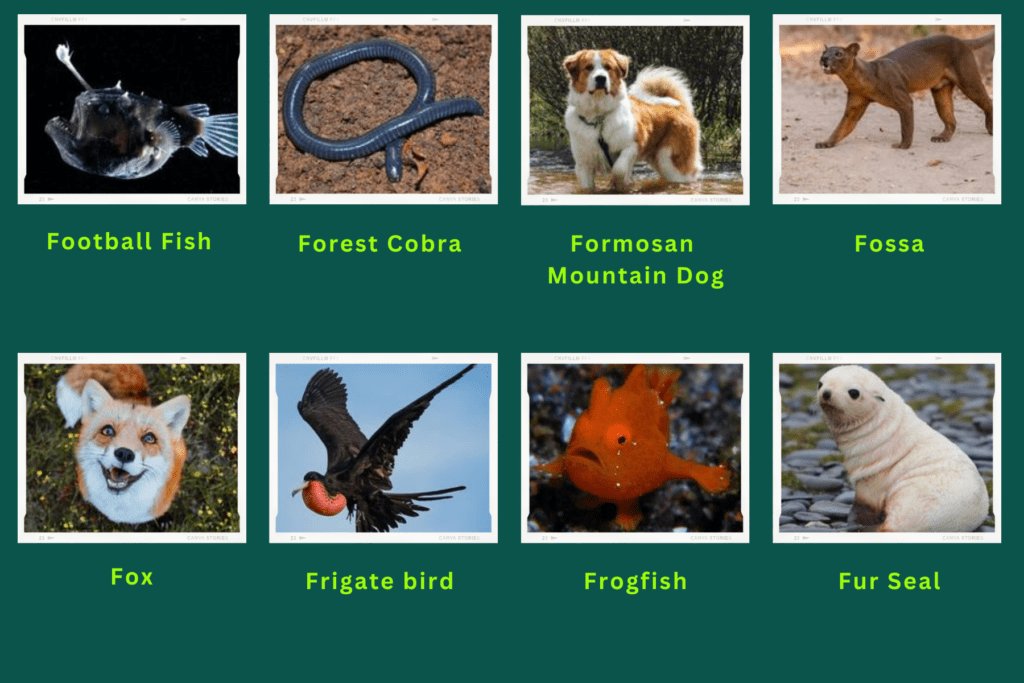 A collage of eight animals that start with the letter F. These are:
Football fish, Forest Cobra, Formosan Mountain Dog, Fossa, fox, Frigate Bird, Frog Fish, fur seal