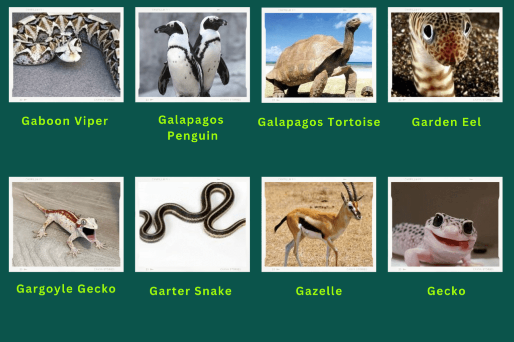 A collage of eight animals that start with the letter G. These are:
Gaboon viper, Galapagos Penguin, Galapagos Tortoise, Garden Eel, Gargoyle Gecko, Garter snake, Gazelle, Gecko