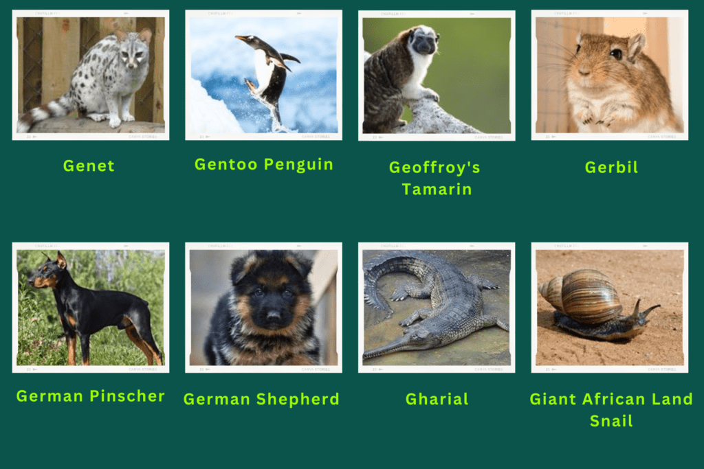 A collage of eight animals that start with the letter G. These are:
Genet, Gentoo Penguin, Geoffroy's Tamarin, Gerbil, German Pinscher, German Shepherded, Gharial, Giant African Lands Snail