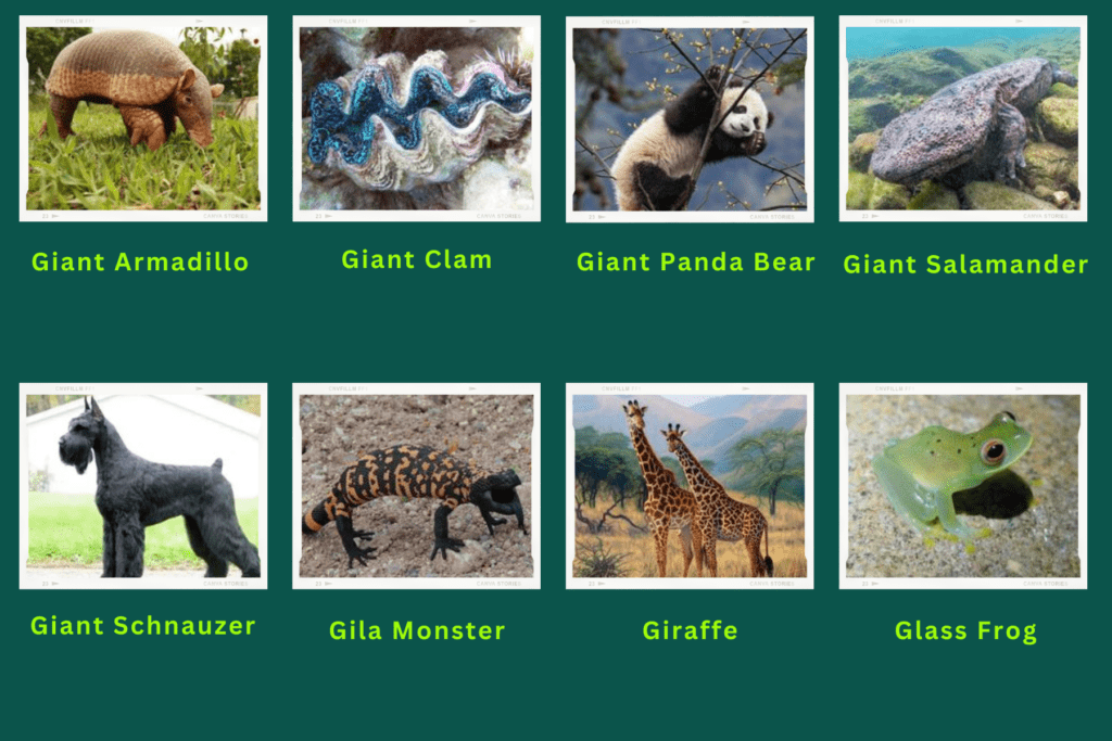 A collage of eight animals that start with the letter G. These are:
Giant Armadillo, Giant Clam, Giant Panda Bear, Giant Salamander, Giant Schnauzer, Gila Monster, giraffe, Glass frog