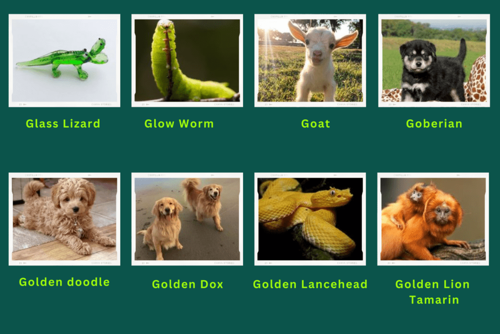 A collage of eight animals that start with the letter G. These are:
Glass Lizard, Glow worm, Goat, Goberian, Golden doodle, Golden Box, Golden Lancehead, Golden Lion Tamarin