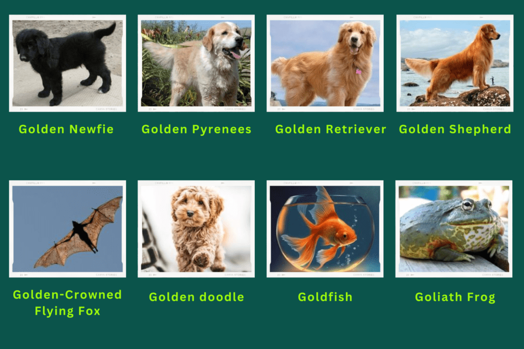 A collage of eight animals that start with the letter G. These are:
Golden Newfie, Golden Pyrenees, Golden retriever, Golden Shepherd, Golden crowned flying fox, Golden doodle, goldfish, Goliath Frog