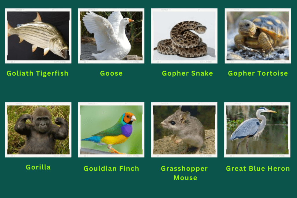 A collage of eight animals that start with the letter G. These are:
Goliath tigerfish, goose, gopher snake, Gopher tortoise, Gorilla, Gouldian finch, Grasshopper Mouse, Great Blue Heron