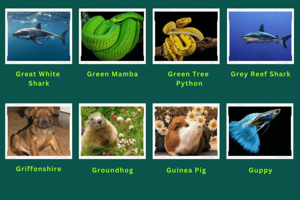 A collage of eight animals that start with the letter G. These are:
Great white shark, Green Mamba, green Tree python, Grey Reef shark, griffon shire,  Groundhog, guinea Pig, Guppy