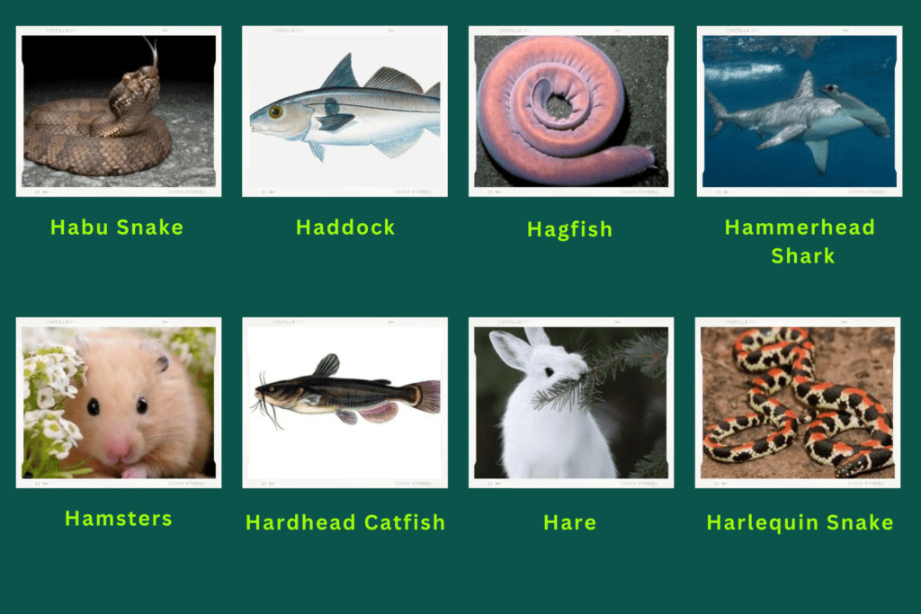 A collage of eight animals that start with the letter H. These are:
Habu Snake, haddock, hagfish, hammerhead Shark, Hamsters, Hardhead catfish, hare, Harlequin snake