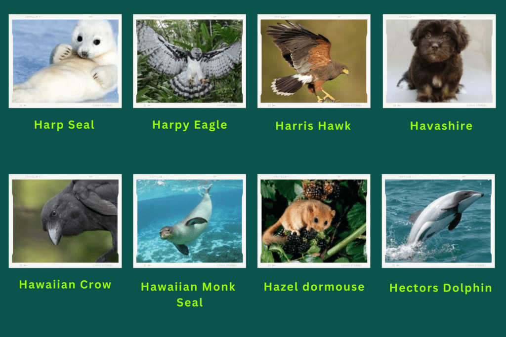 A collage of eight animals that start with the letter H. These are:
Harp Seal, Harpy Eagle, Harris Hawk, Havashire, Hawaiian crow , Hawaiian Monk Seal, Hazel dormouse, Hectors Dolphin