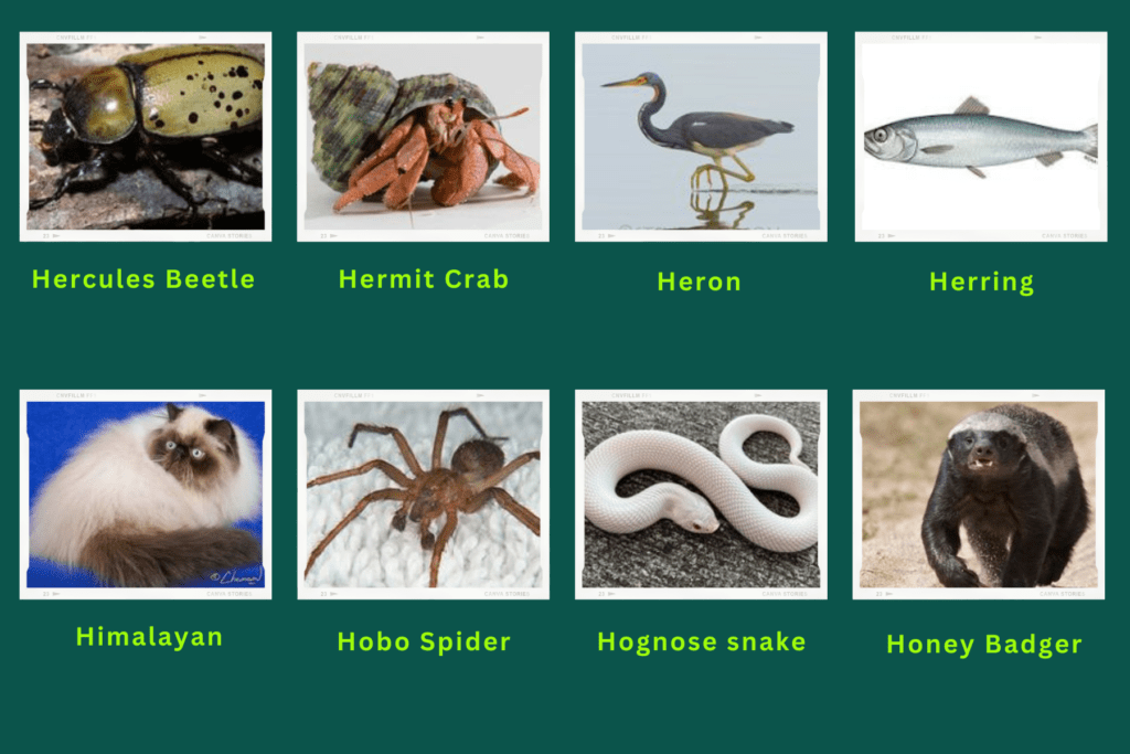 A collage of eight animals that start with the letter H. These are:
Hercules Beetle, Hermit crab, Heron, Herring, Himalayan, Hobo spider, Hognose snake, Honey Badger