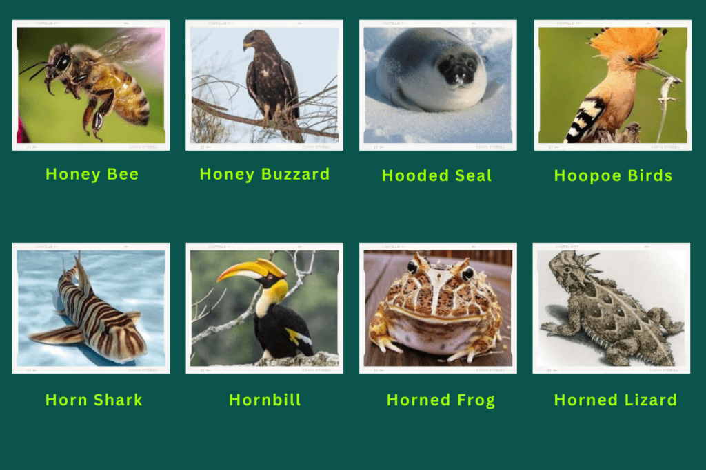 A collage of eight animals that start with the letter H. These are:
Honey Bee, Honey Buzzard, Hooded Seal, Hoopoe Birds, Horn Shark, Hornbill, Horned frog, Horned Lizard