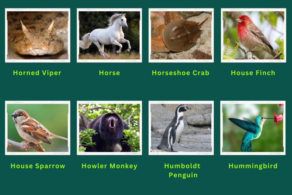 A collage of eight animals that start with the letter H. These are:
Horned Viper, horse, Horseshoe Crab, House Finch, House Sparrow, Howler Monkey, Humboldt Penguin, Humming bird